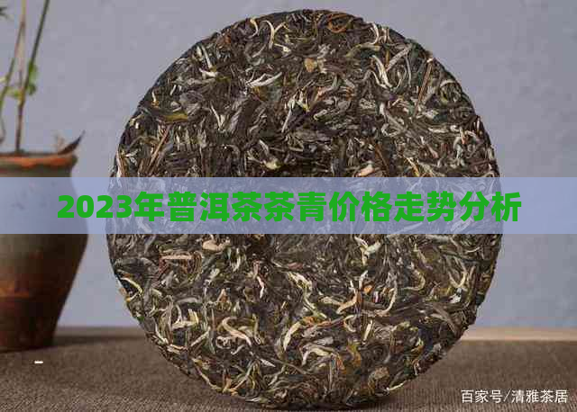 2023年普洱茶茶青价格走势分析