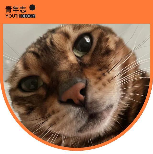 回看“洋抖难民”狂欢，80、90、00后会想到什么
