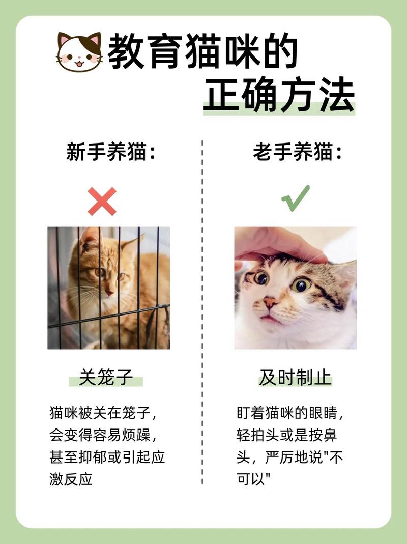 新手如何养猫小红书