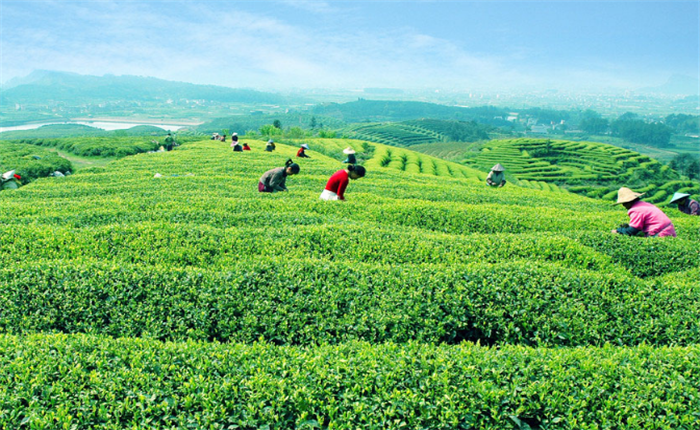 茶叶加盟费