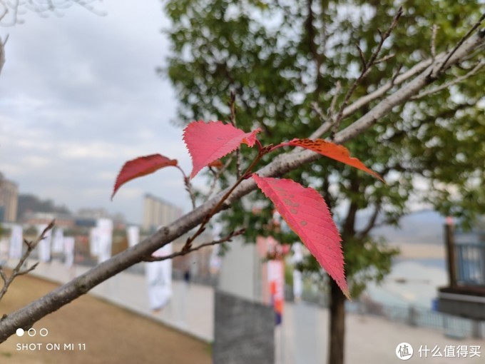 小米11深度测评：屏幕、性能、拍照有多能打？3999元是否雷锋价？