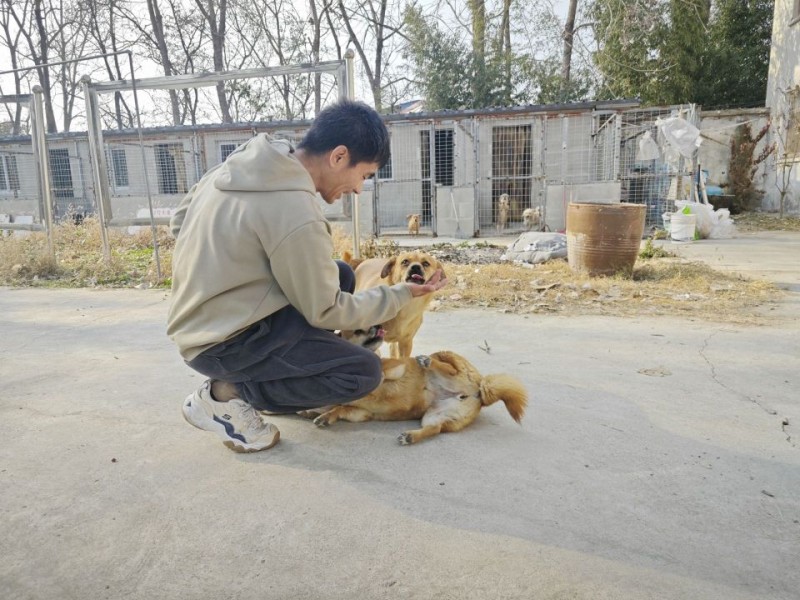 城市流浪犬何以安置？