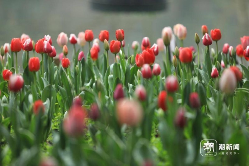 女神节，赏花正当时！不过早晨气温略低