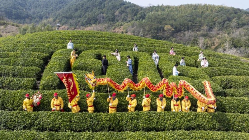 宁波海曙第七届开茶节启幕