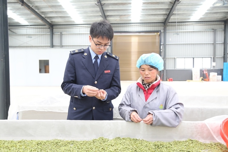 安顺：春茶飘香采摘忙 税润茶园助飘香