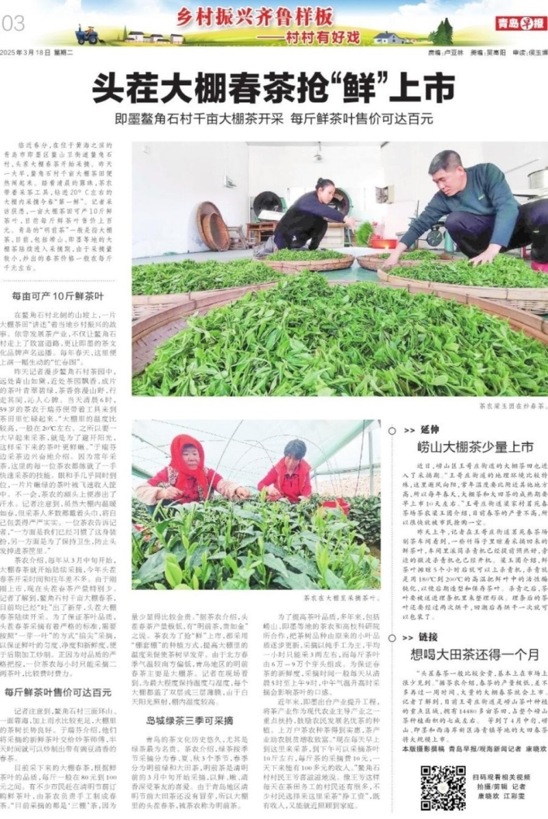 ‌即墨鳌角石村：头茬大棚春茶“鲜”上市，千亩茶田采摘忙