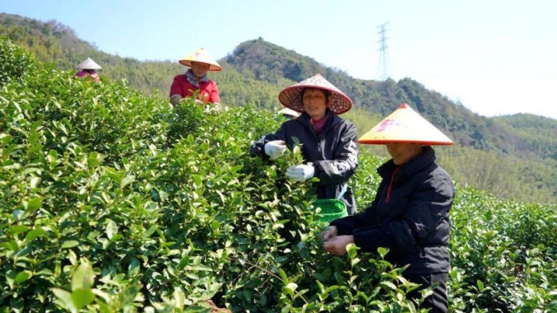 杭州临安首批春茶开采，霜冻影响部分新芽，但品质不减