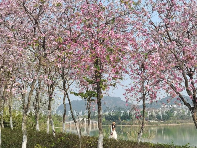 ​人在花中！玉林这个公园美得像油画