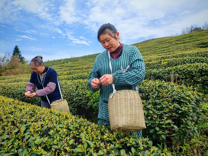 仁怀九仓镇：万亩茶叶开采 茶旅新消费火热