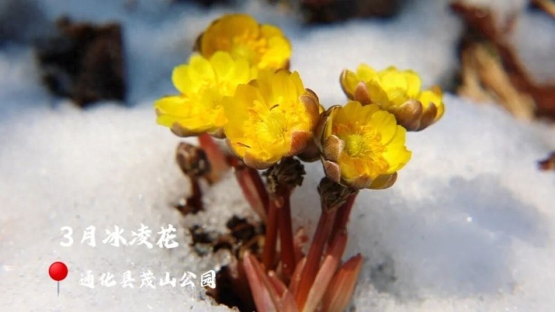 3月踏雪寻花，8月醉入梵高画！这座城把四季开成了童话！