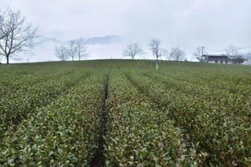 茶香漫陇南，北纬 33° 的春日馈赠