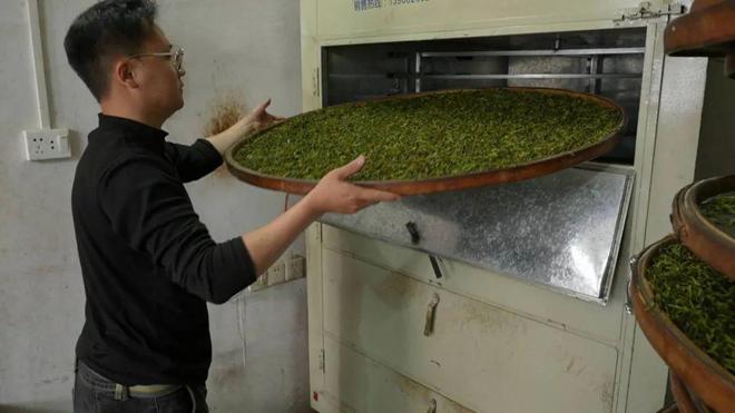 春意正浓茶飘香 茶农抢“鲜”采制忙