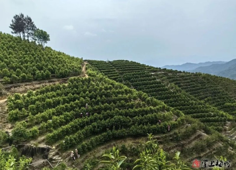 丰顺这个荒山坡地，变成群众致富“聚宝盆”！